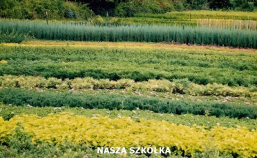 SZKÓŁKA MATRASZEK
