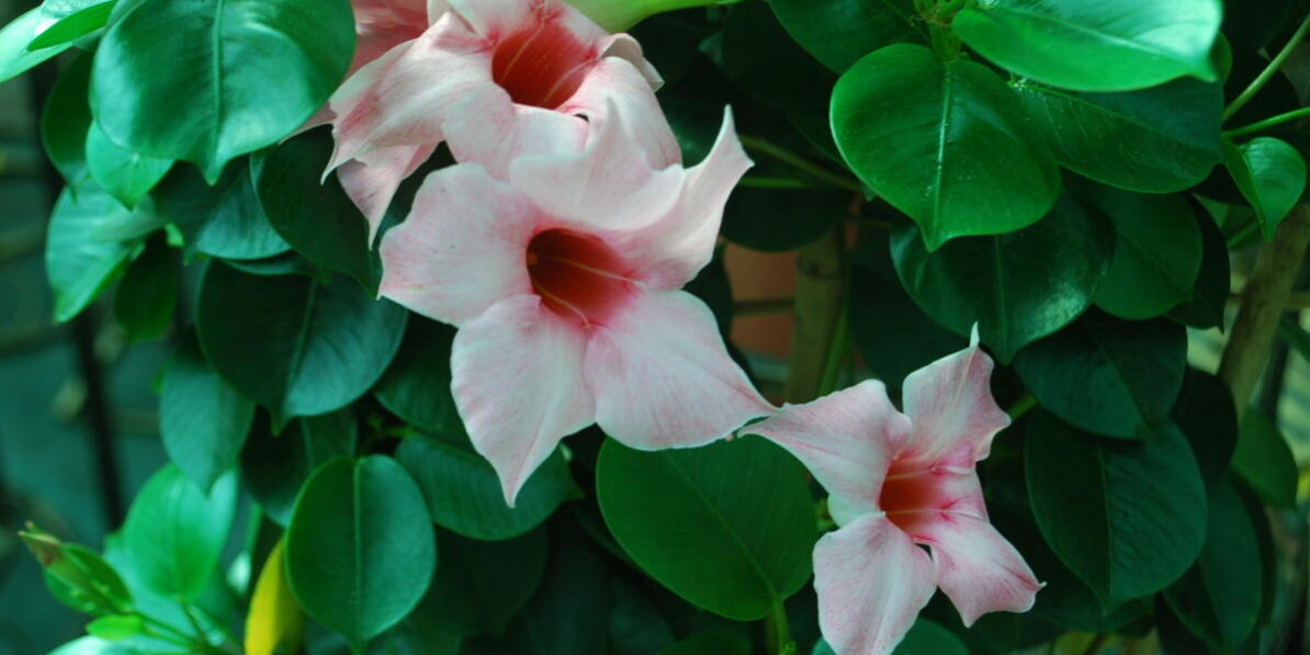 dipladenia