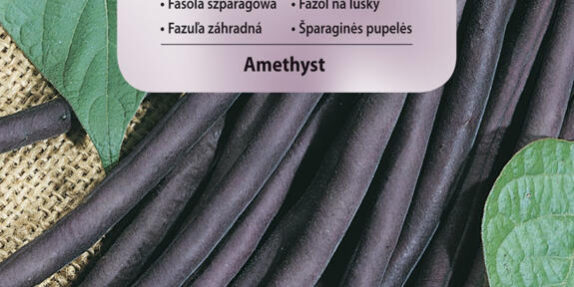 fasola szparagowa fioletowa