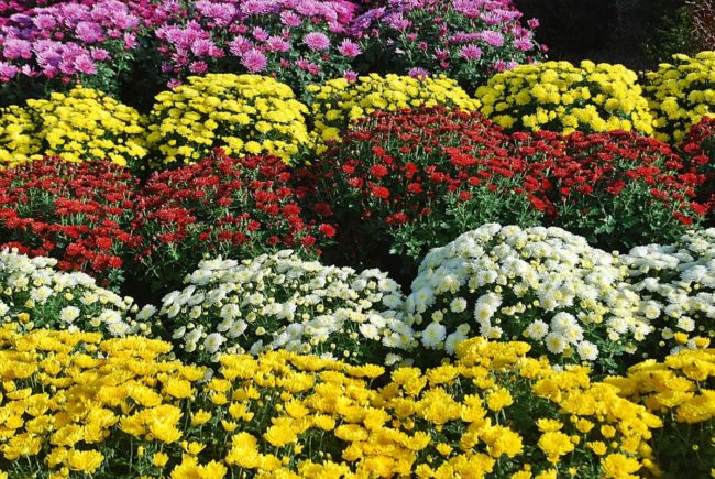 chryzantemy