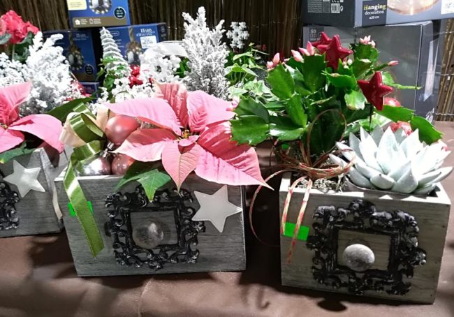 kwiaty boże narodzenie