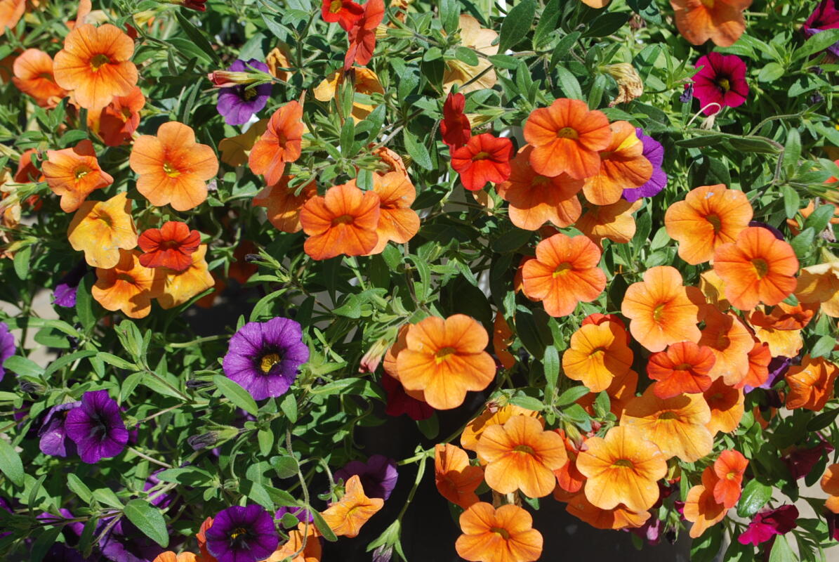 calibrachoa