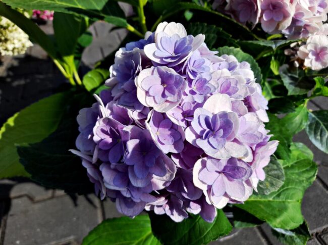 hortensje (8)