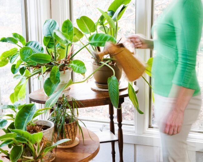 Jak_dbac_o_domowe_rosliny-Oknoplast