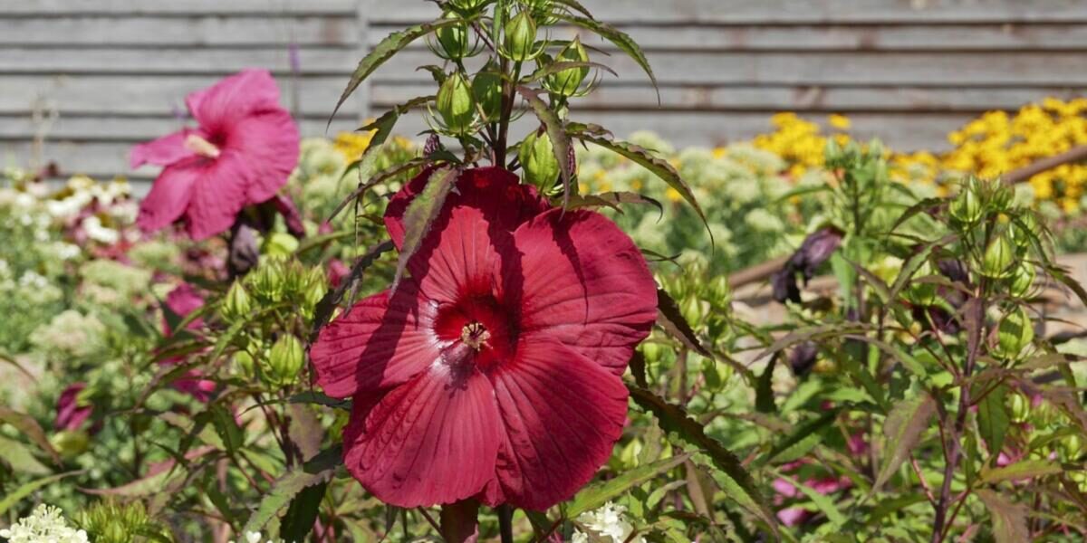 Hibiskus czyli Król późnego lata