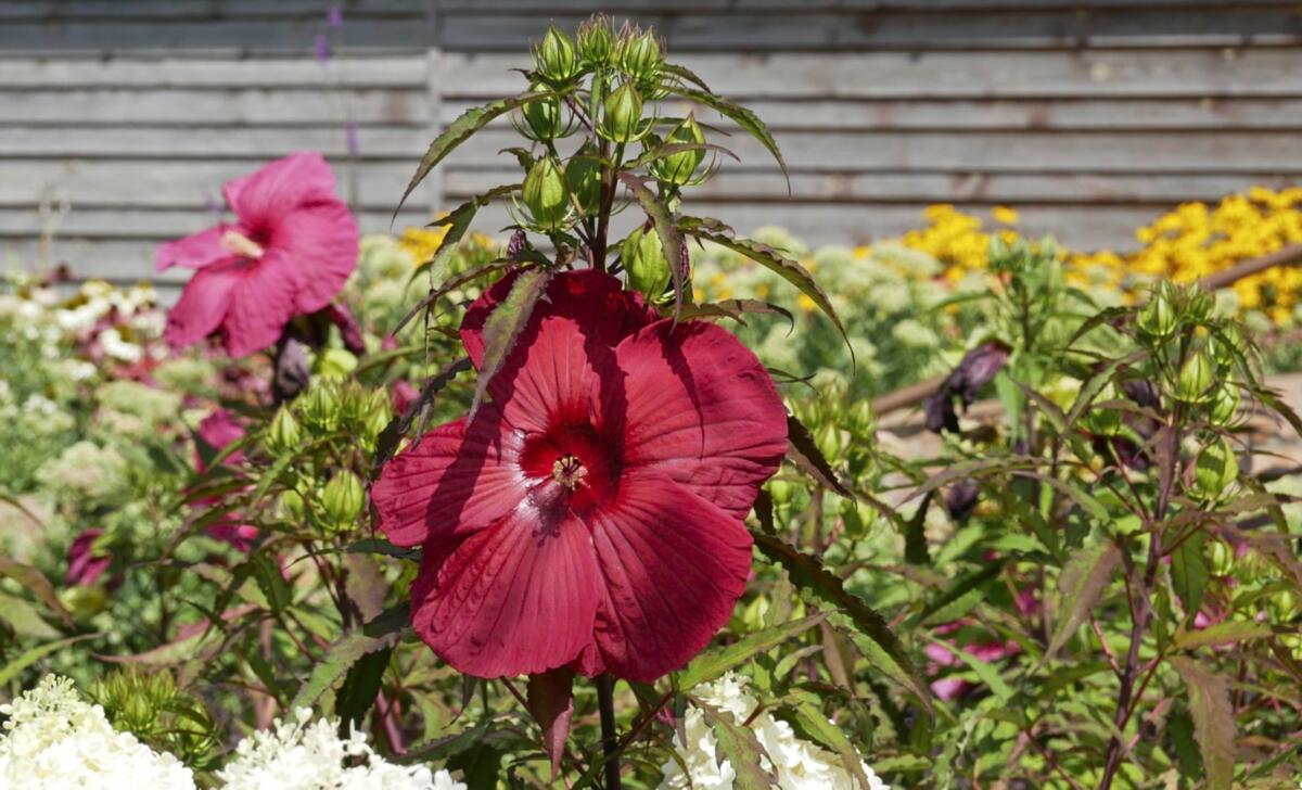 Hibiskus czyli Król późnego lata