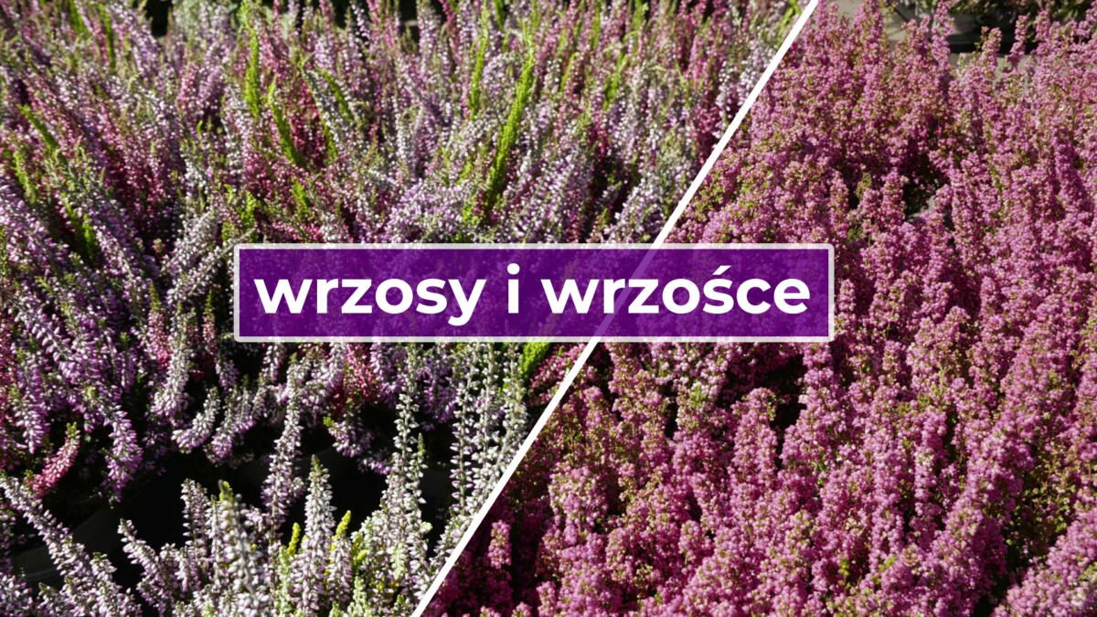 wrzosy i wrzośce