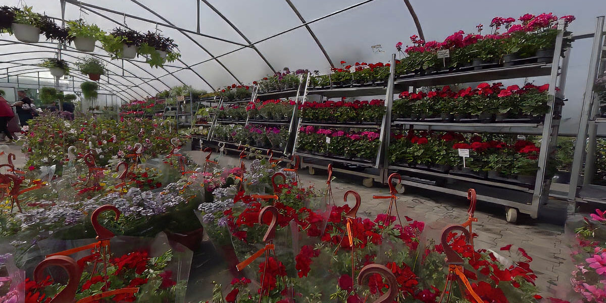 Sadźmy rośliny balkonowe