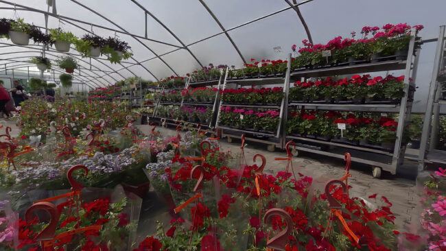 Sadźmy rośliny balkonowe