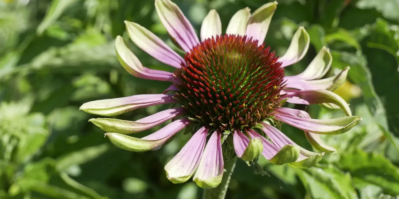 Jeżówki królowe lata