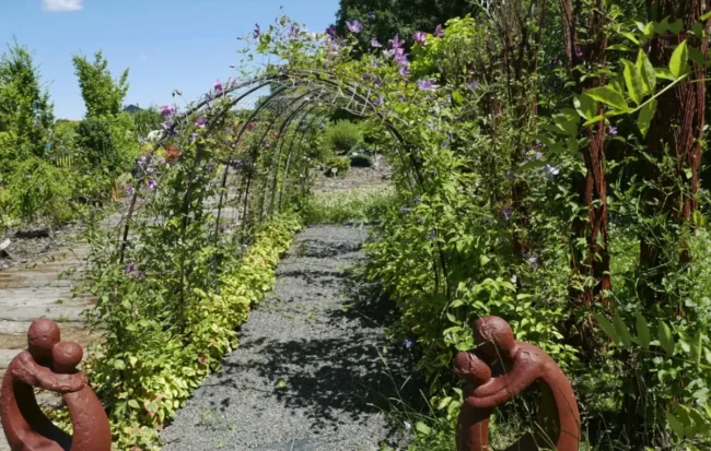 Pnącza - rośliny uniwersalne