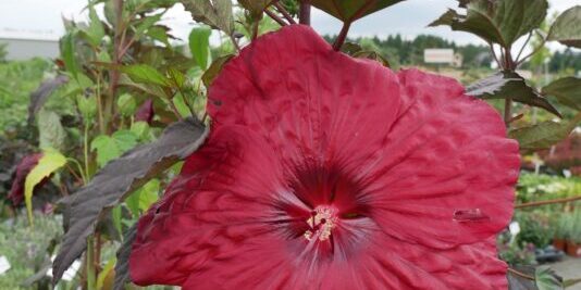 Hibiskus Summerific Hibiskus Summerific