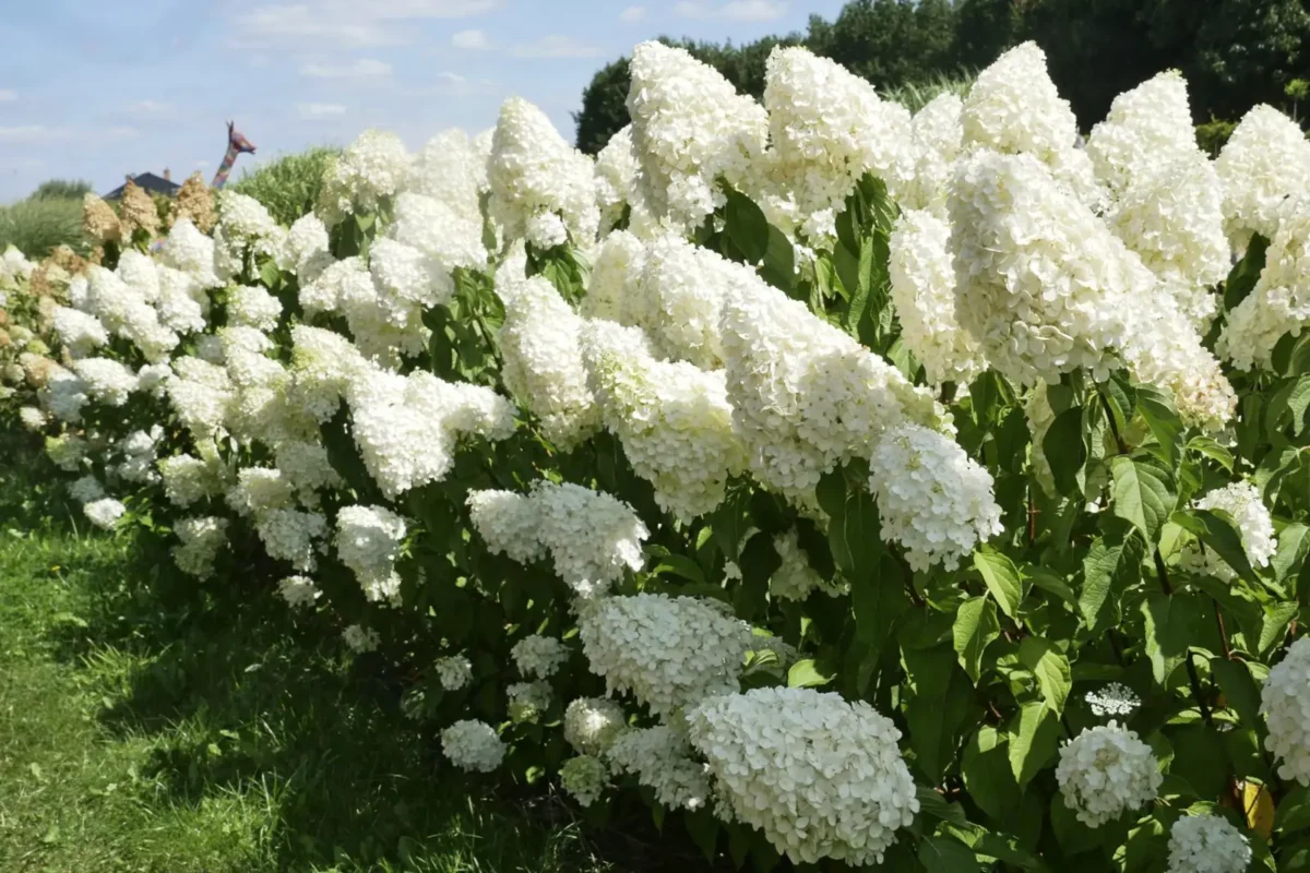 Hortensje