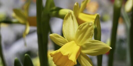 Pierwsze jaskółki wiosny żonkile, hiacynty i szafirki