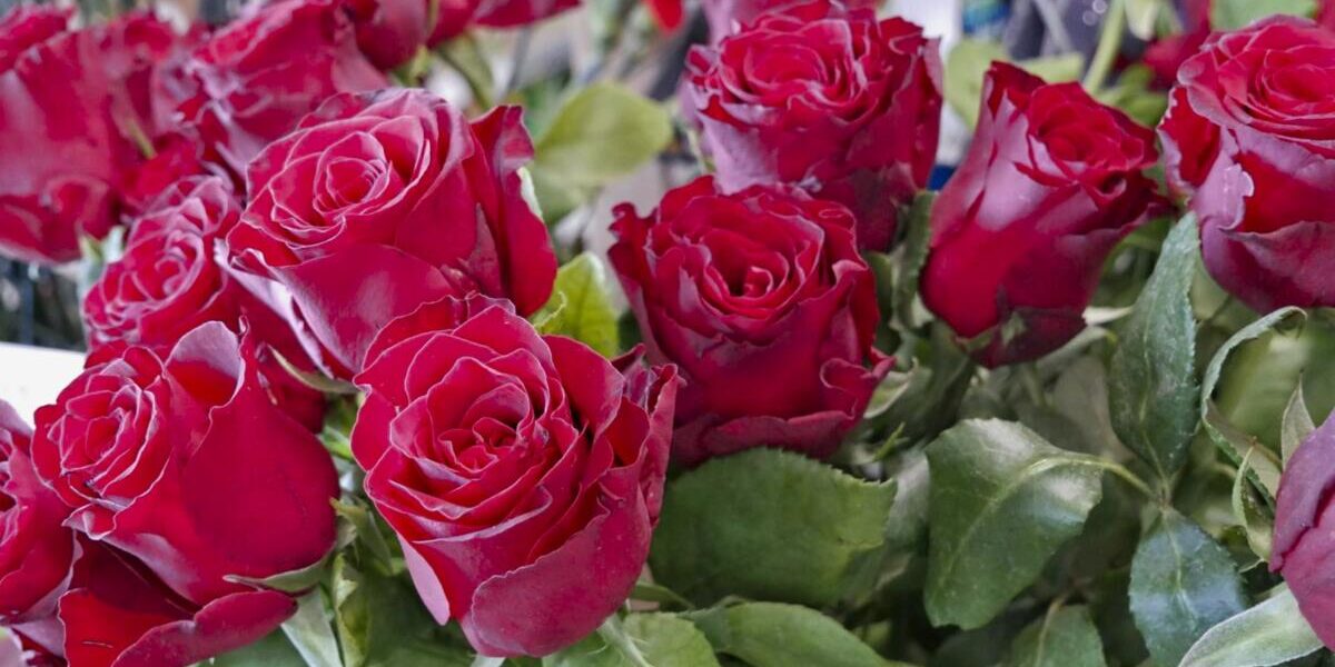 Dzień Kobiet w Centrum Ogrodniczym