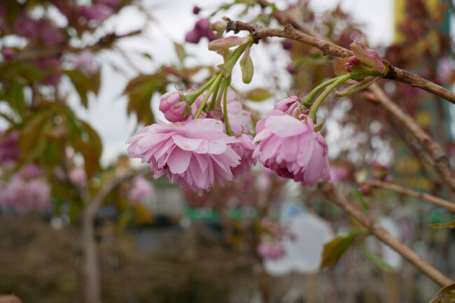 Wiśnie ozdobne wyprzedzają wiosnę