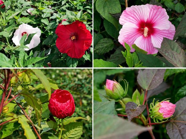 Hibiskusy w ogrodzie